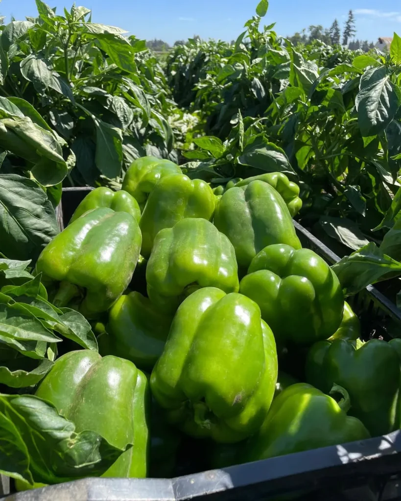 SnapInsta.to 365958579 18380266474004189 4564416876379203464 n