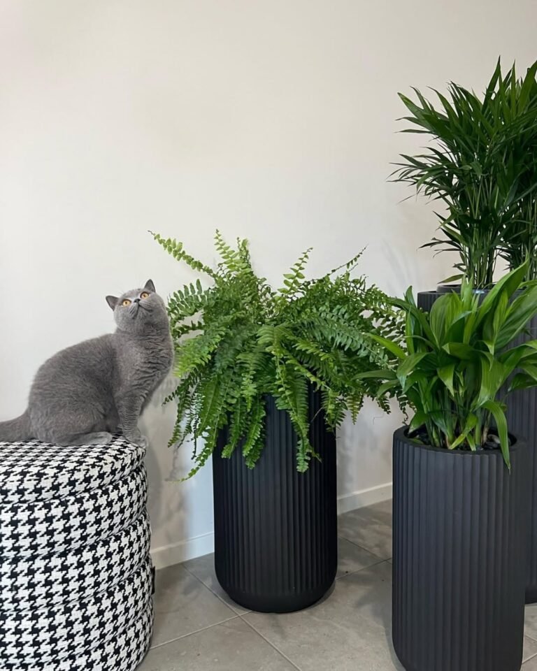 15 Pet-Friendly Non-Toxic Indoor Plants for Low Light Spaces 20 15 Pet-Friendly Non-Toxic Indoor Plants for Low Light Spaces