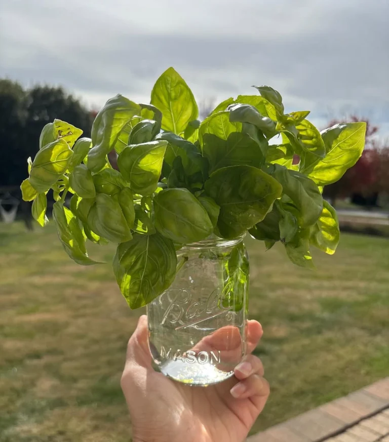 15 Herbs You Can Grow in Water