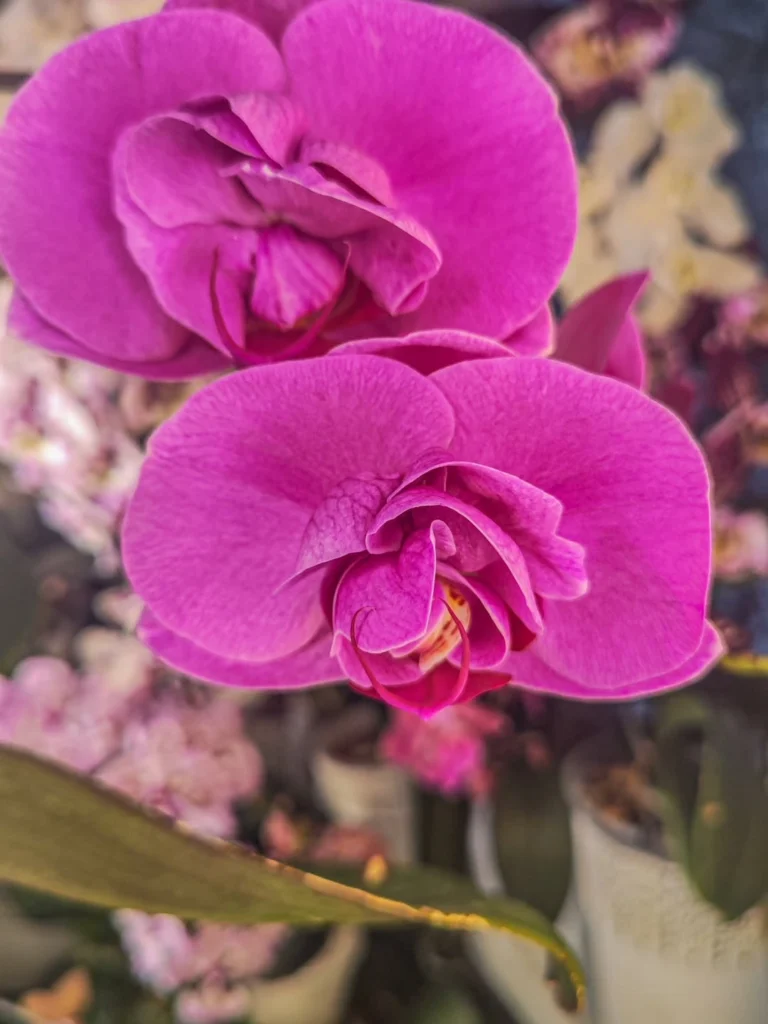 How to Revive an Orchid: A Simple Guide to Bringing Yours Back to Life 23 How to Revive an Orchid: A Simple Guide to Bringing Yours Back to Life