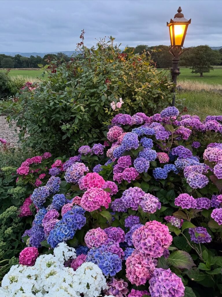 15 Perennials for a Low-Maintenance Garden 1 15 Perennials for a Low-Maintenance Garden