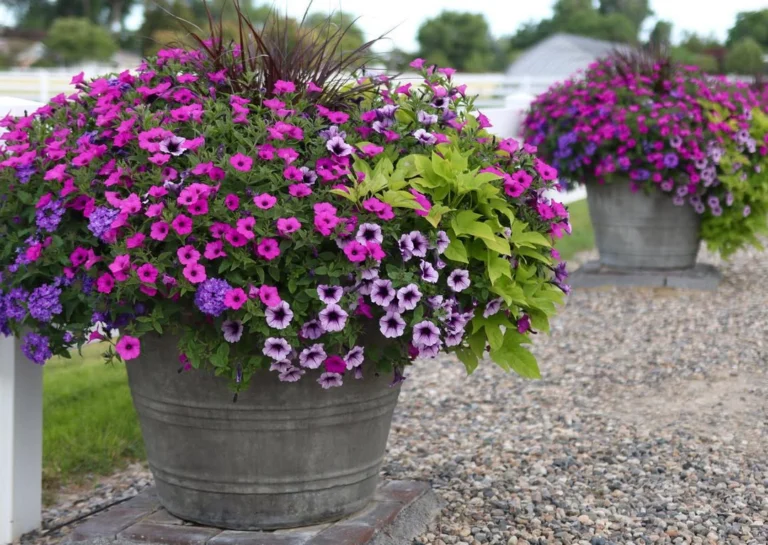 15 Stunning Container Gardening Flower Ideas to Brighten Your Space