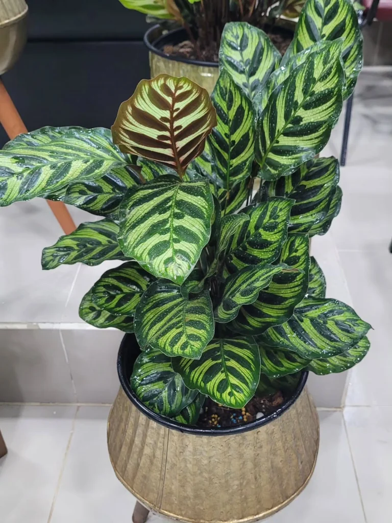 16 Best Indoor Plants That Don’t Need Sunlight 2 webp . profile