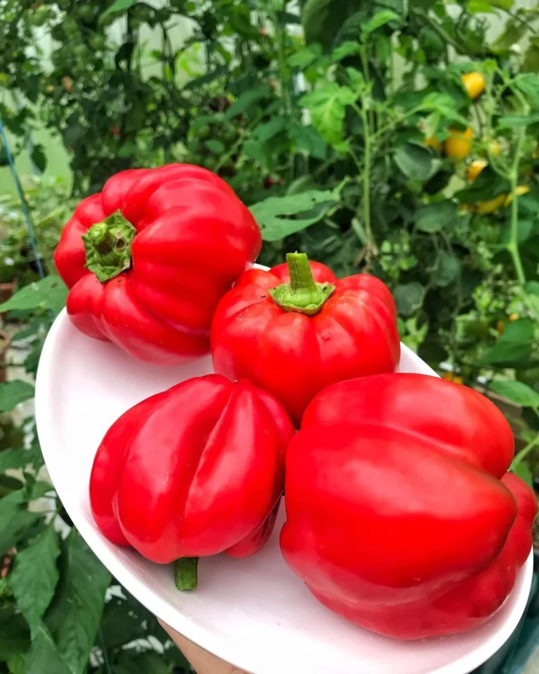 How to Grow Bell Peppers Indoors: Easy Tips for Thriving Plants