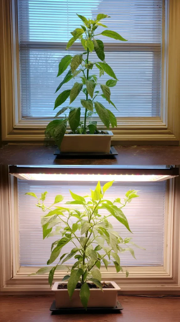zainy A pepper plant under a clipped LED grow light positione 6f0f9e28 4240 4814 b5ed 063b2bdaaaa0 2