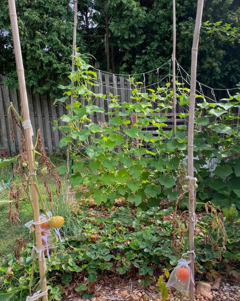 How to Build a Cucumber Trellis and Why You’ll Love Having One