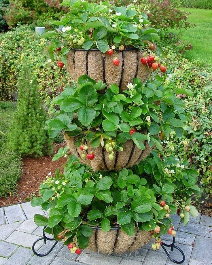 How to Grow Strawberries: A Simple Guide