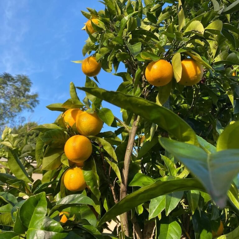 14 Edible Fence Ideas: Turn Boundaries into Productive Gardens