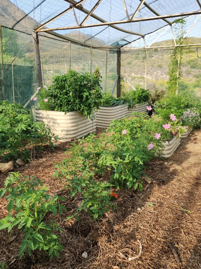 How to Create an Awesome Veggie Garden Layout: Ideas for Raised Beds and Small Spaces