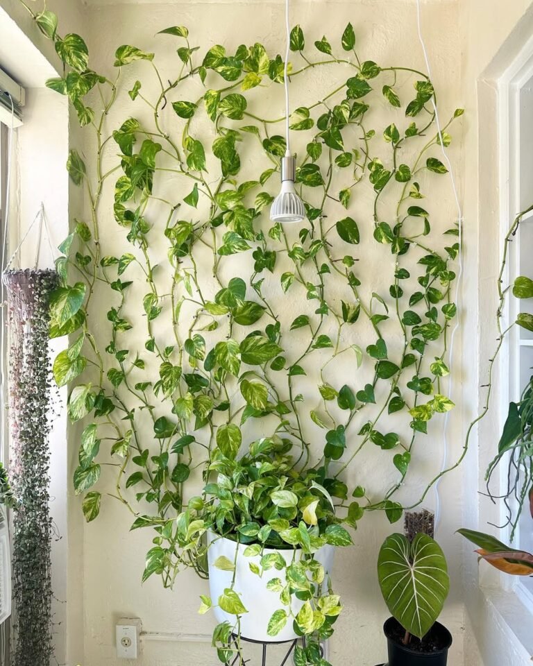 15 Best Pothos Climbing Ideas: Transform Your Space with Vibrant Greenery 24 15 Best Pothos Climbing Ideas: Transform Your Space with Vibrant Greenery