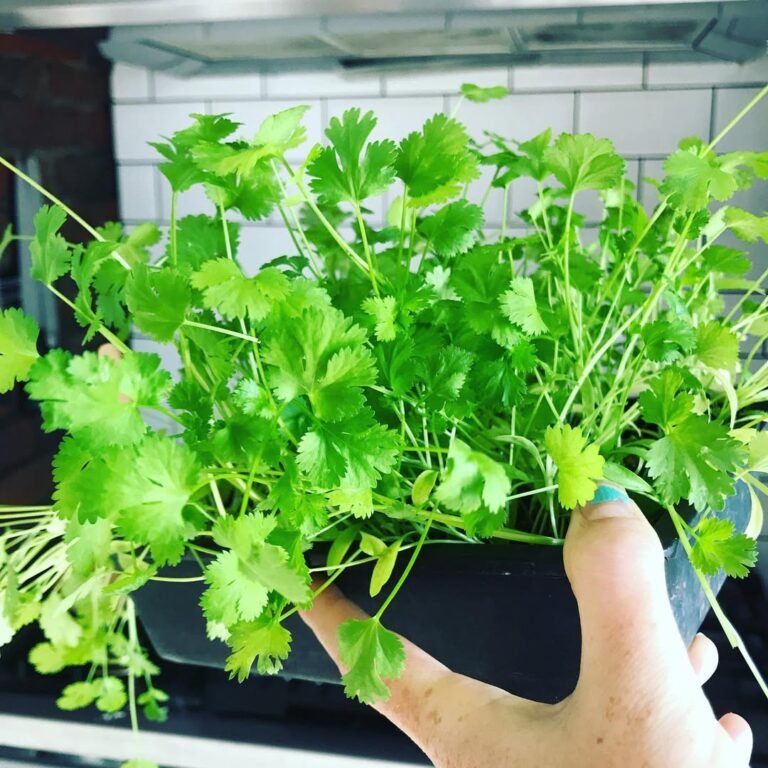 How to Grow Cilantro Indoors: A Step-by-Step Guide for Beginners