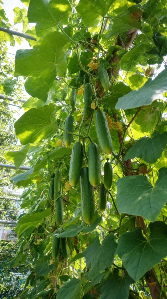 13 Fast-Growing Veggies for a Quick Summer Harvest 14 cd 12