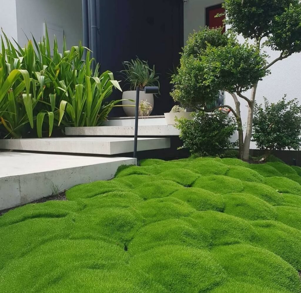 15 No Mow Lawn Ideas with Ground Covers 2 keep this