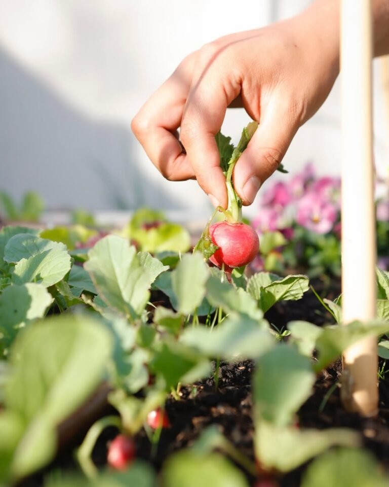 13 Fast-Growing Veggies for a Quick Summer Harvest
