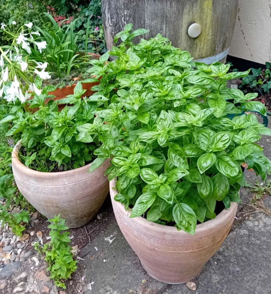 14 Herbs That Thrive in Summer Heat 2 keep this 2