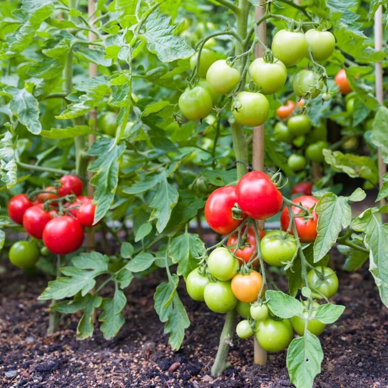 15 Summer Vegetable Garden Ideas for Beginners