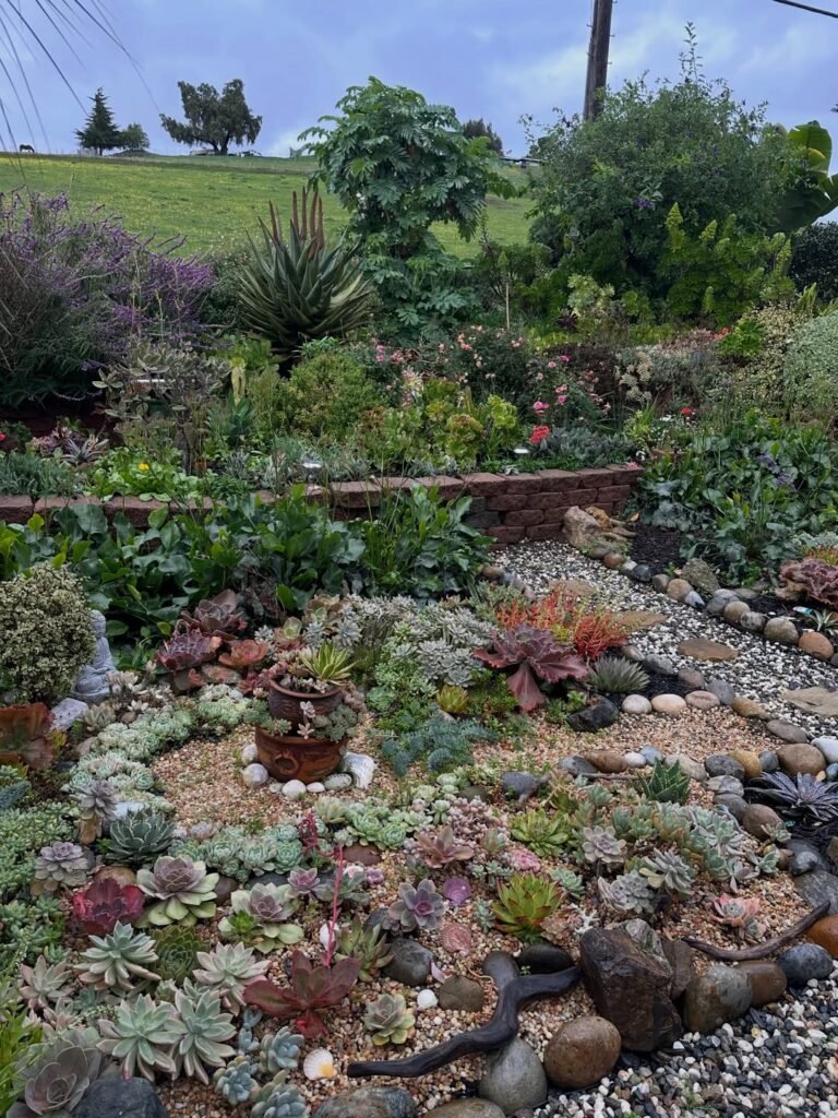 14 Summer Succulent Garden Ideas That Are Easy to Maintain
