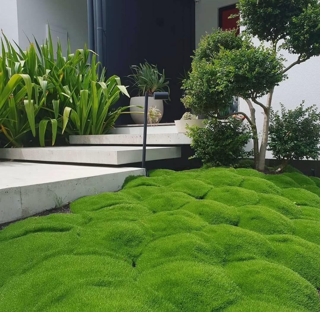 15 No Mow Lawn Ideas with Ground Covers 1 keep this