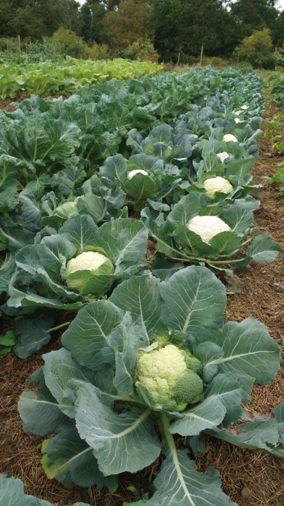 15 Vegetables You Can Still Plant in Summer 17 qg 15 1