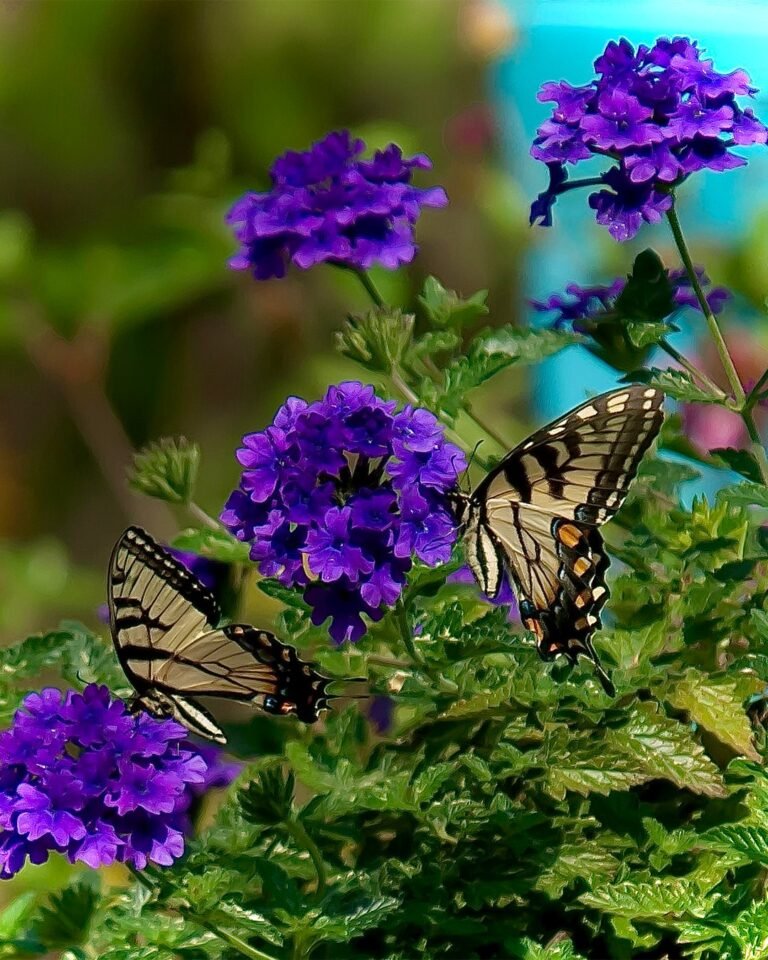 13 Ways to Design Butterfly Gardens That Attract Dozens of Species