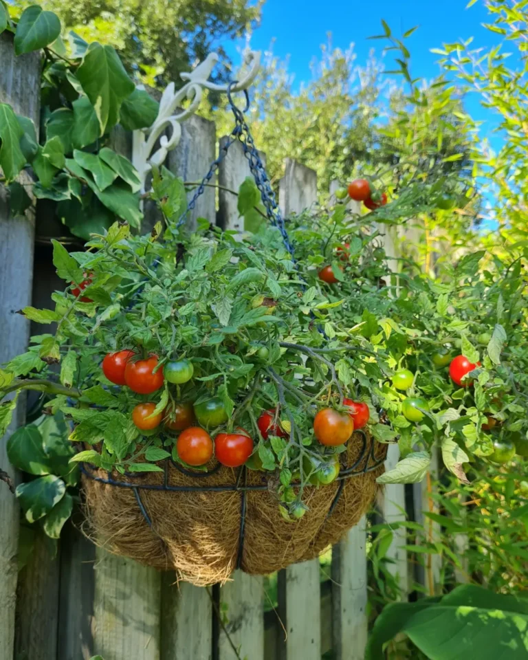 13 Best Vegetables for Hanging Baskets