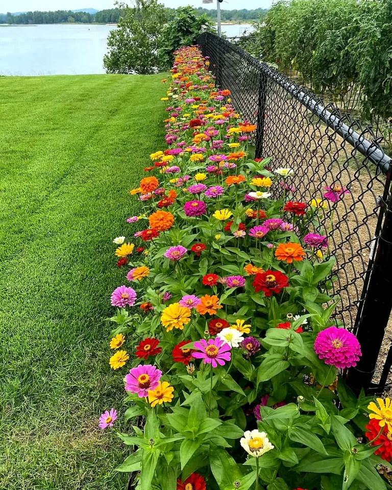 14 Flowers That Grow Quickly From Seeds