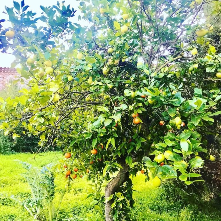 13 Food Forest Layout Ideas That Maximize Harvest in Small Backyards