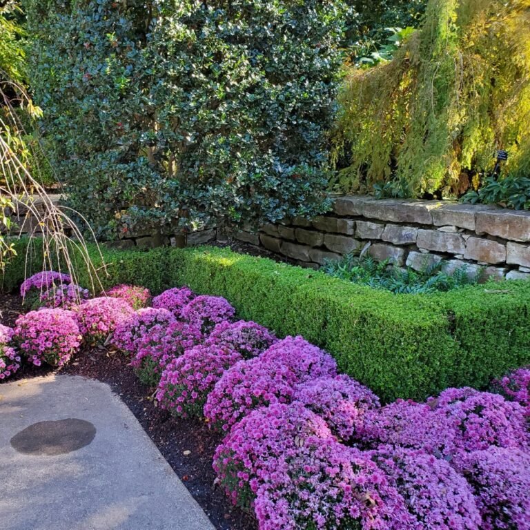 14 Mums and Ornamental Grass Garden Combos for Fall